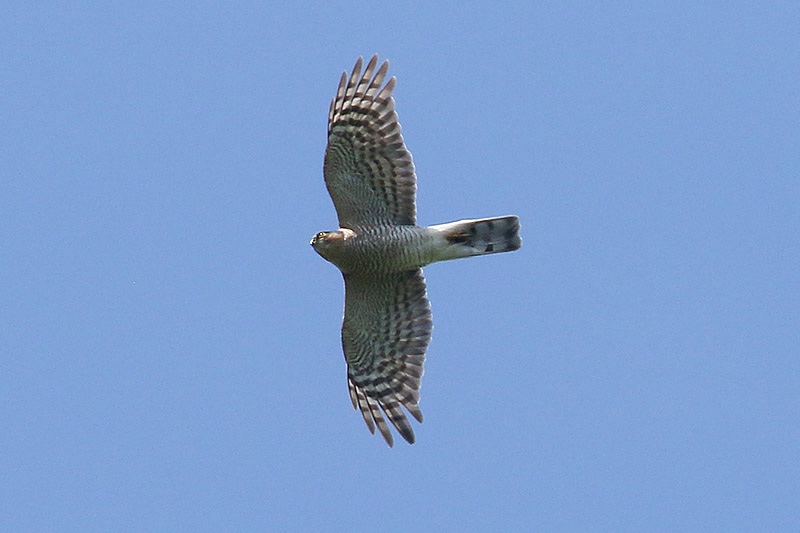 Sparrowhawk by Mick Dryden