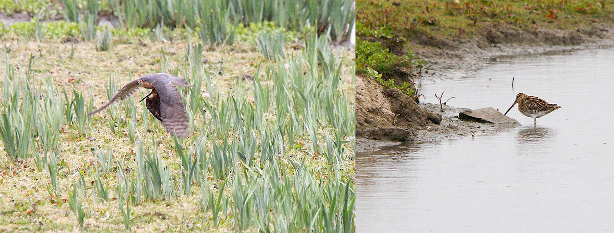 Sparrowhawk with Snipe by Roy Filleul