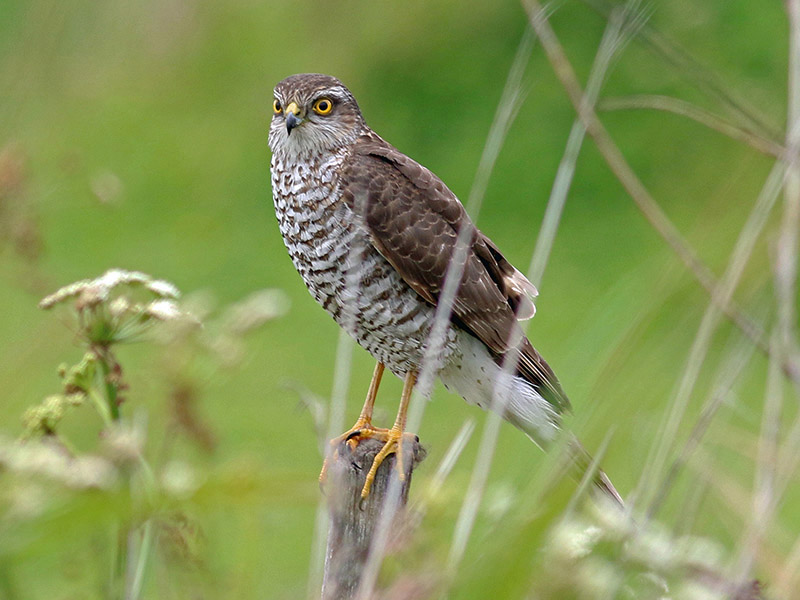 Sparrowhawk by David Smith