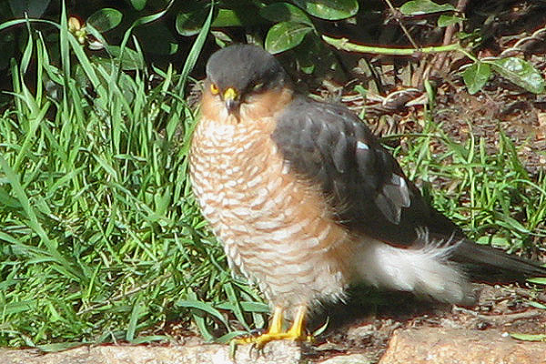 Sparrowhawk by John Banks