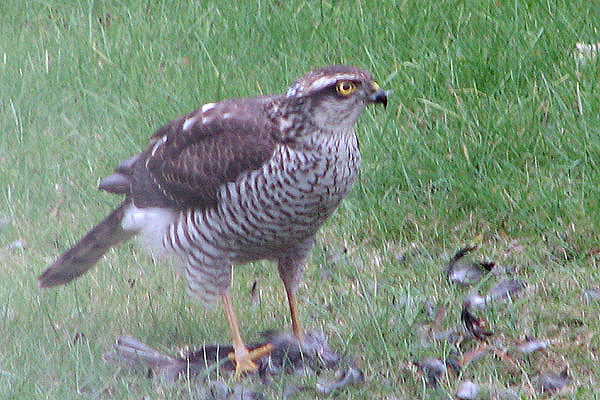 Sparrowhawk by John Banks