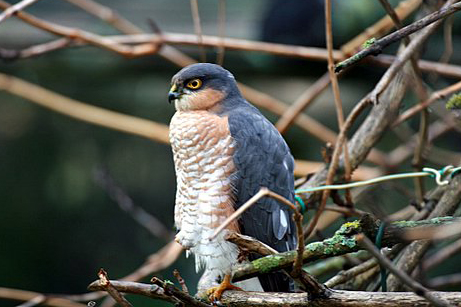 Sparrowhawk by Liliane Perdriat