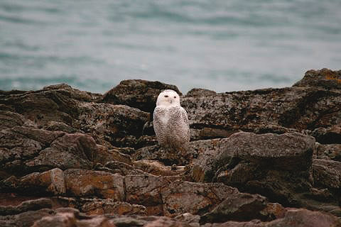 Snowy Owl by R Laband