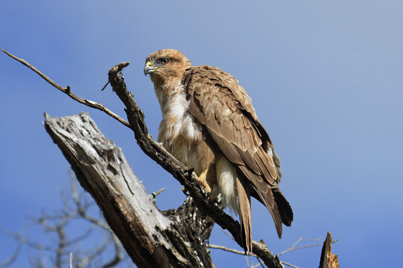 Steppe Buzzard by Mick Dryden