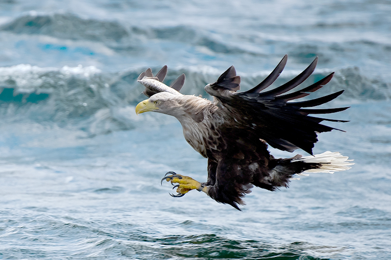 White-tailed Eagle by Romano da Costa