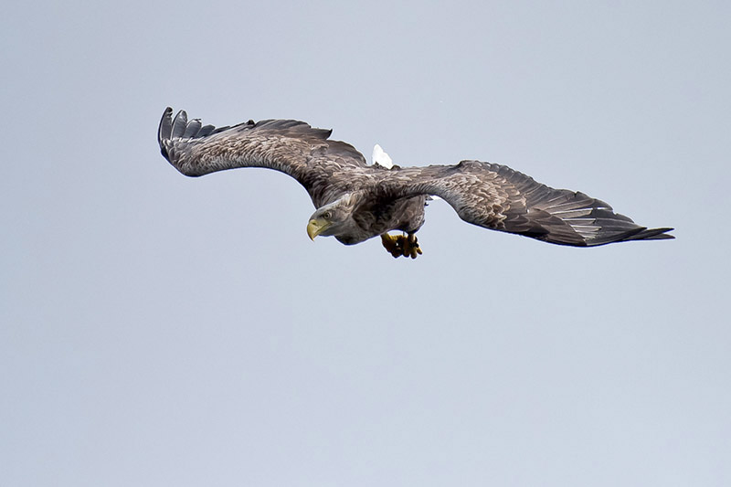 White-tailed Eagle by Romano da Costa