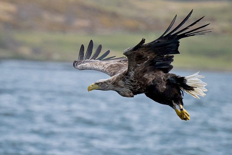 White-tailed Eagle by Romano da Costa