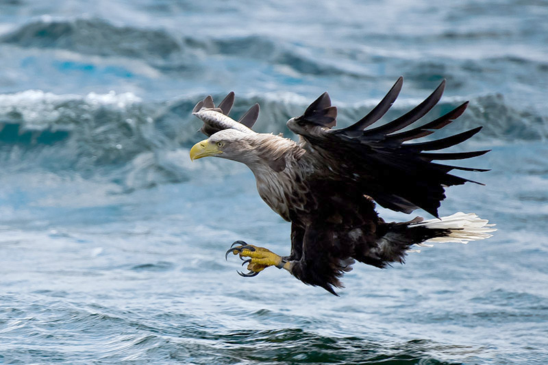 White-tailed Eagle by Romano da Costa