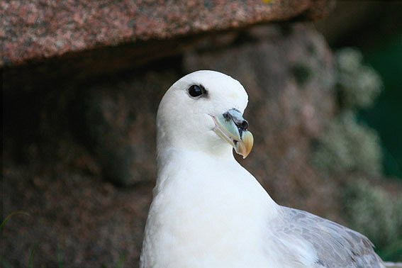 Northern Fulmar by Regis Perdriat