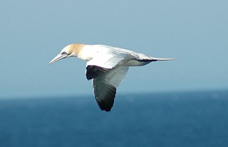 Northern Gannet by Romano da Costa