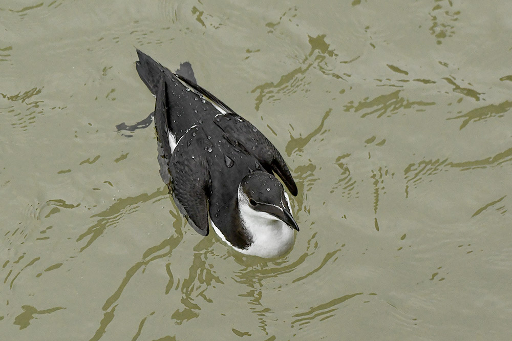 Razorbill by Stewart Logan