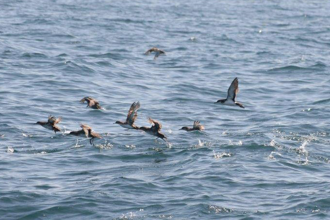 Balearic Shearwater by David Nuth