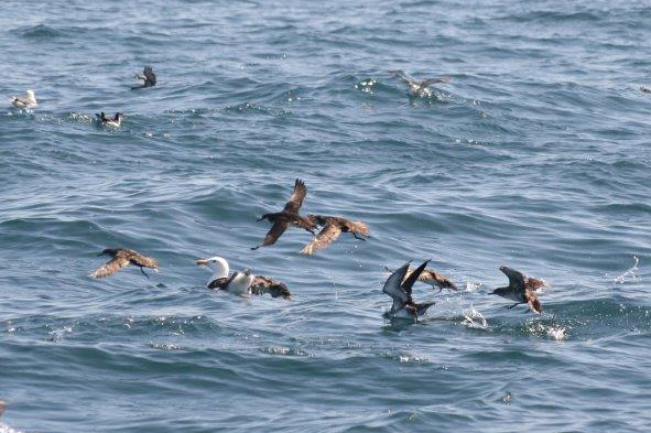 Balearic Shearwater by David Nuth