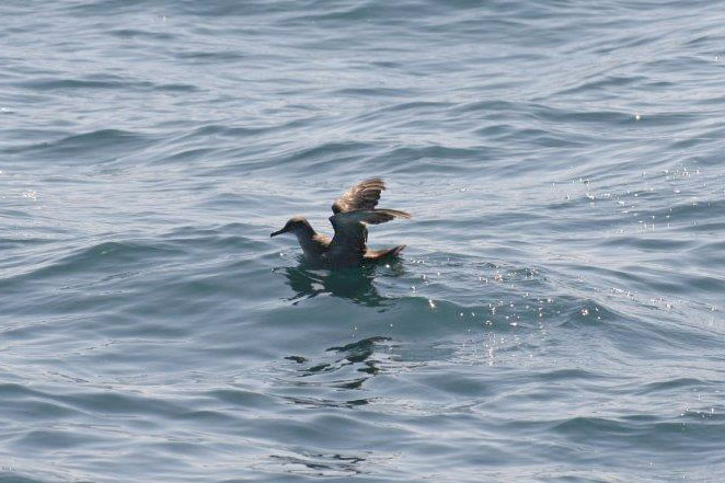 Balearic Shearwater by David Nuth