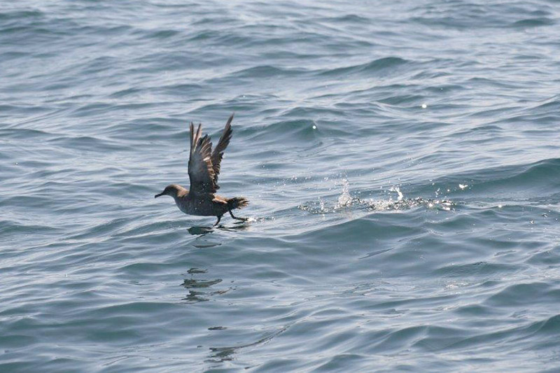 Balearic Shearwater by David Nuth