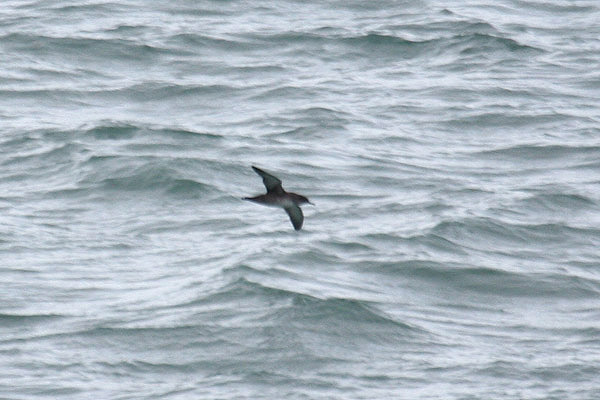 Balearic Shearwater by Mick Dryden