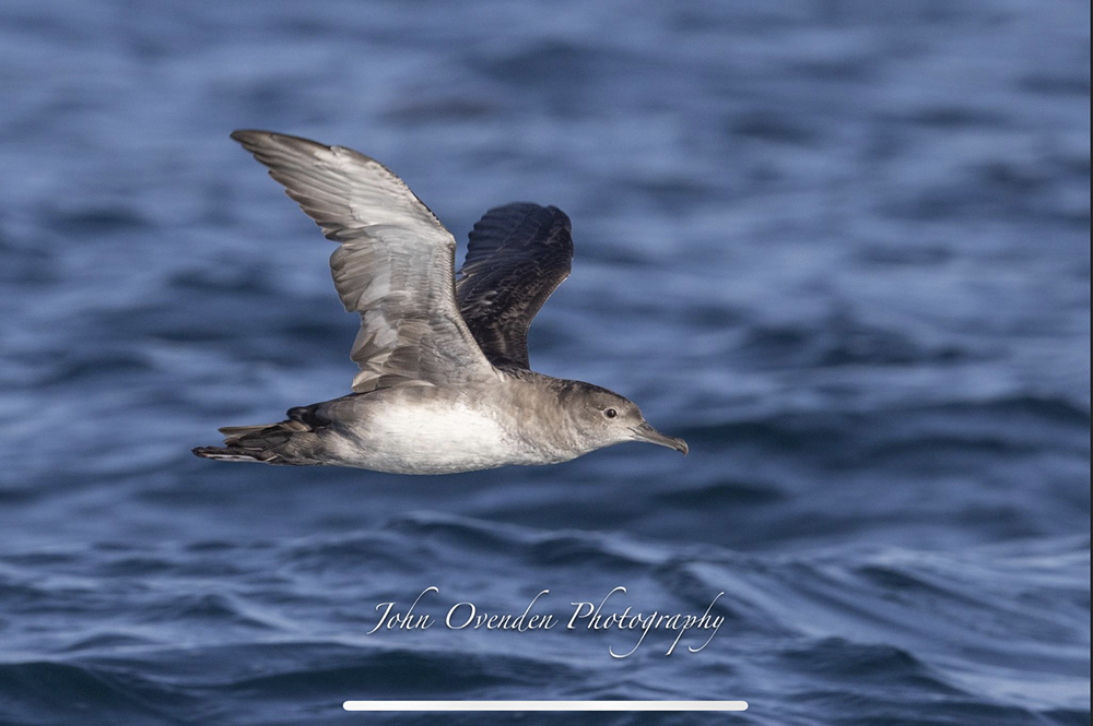 Balearic Shearwater by John Ovenden