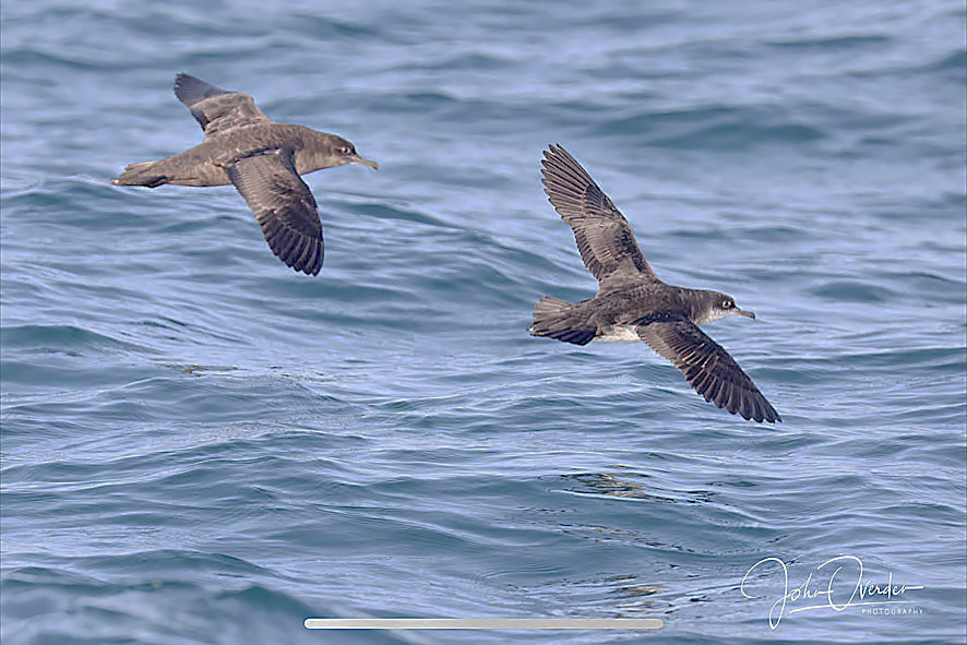 Balearic Shearwater by John Ovenden