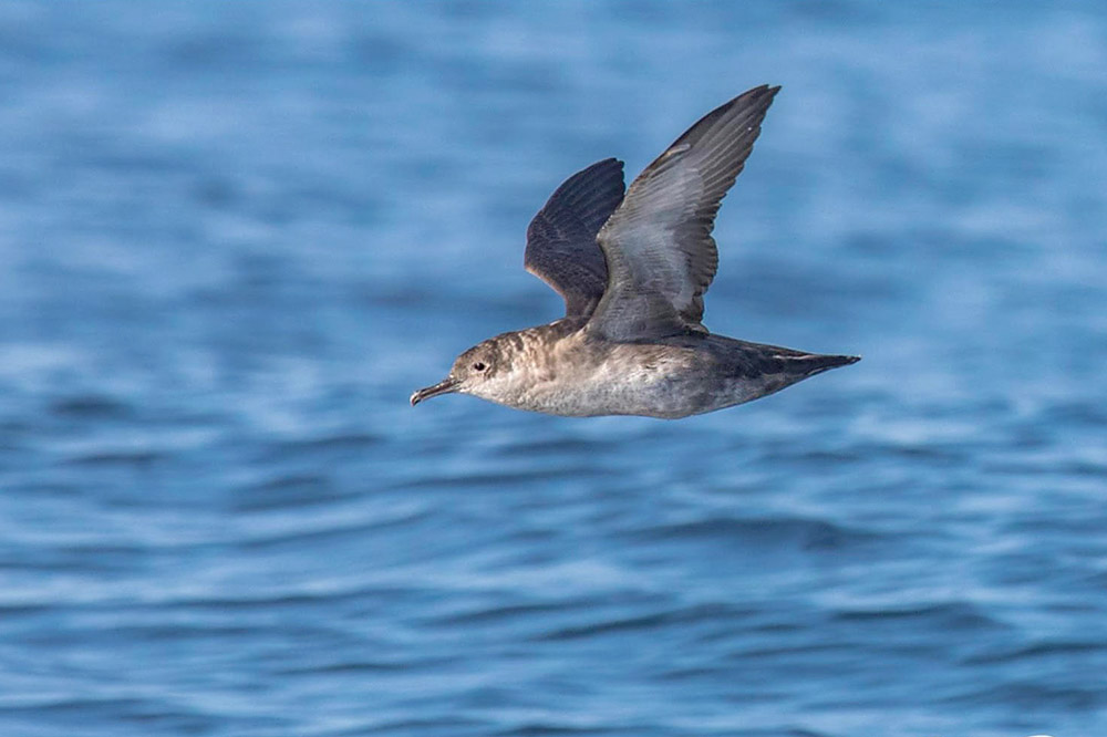 Balearic Shearwater by John Ovenden