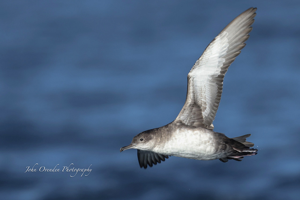 Balearic Shearwater by John Ovenden