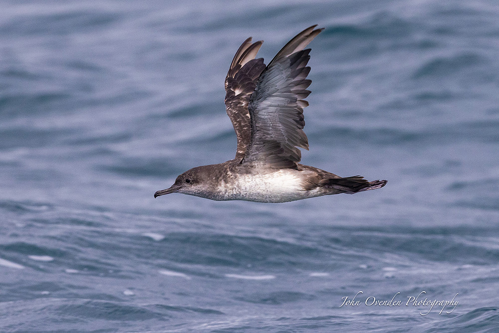 Balearic Shearwater by John Ovenden