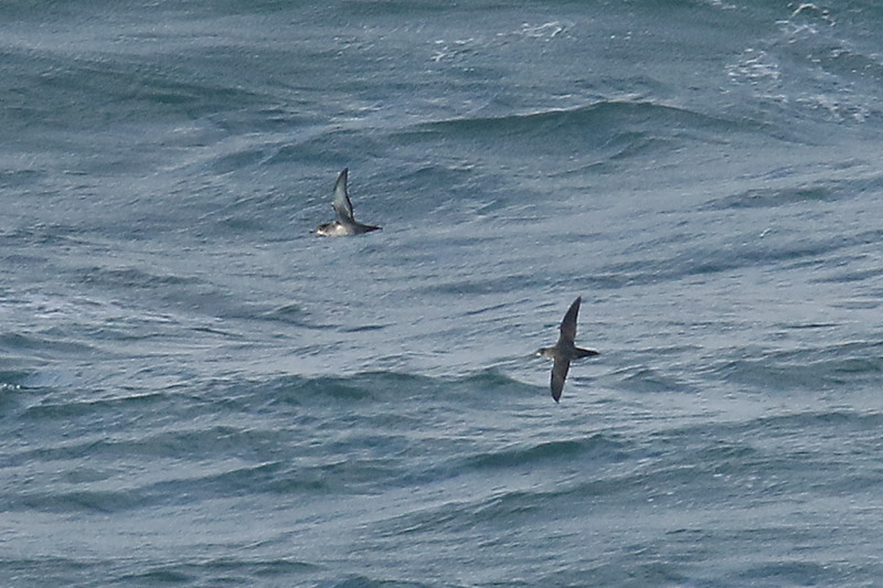 Balearic Shearwaters by Mick Dryden