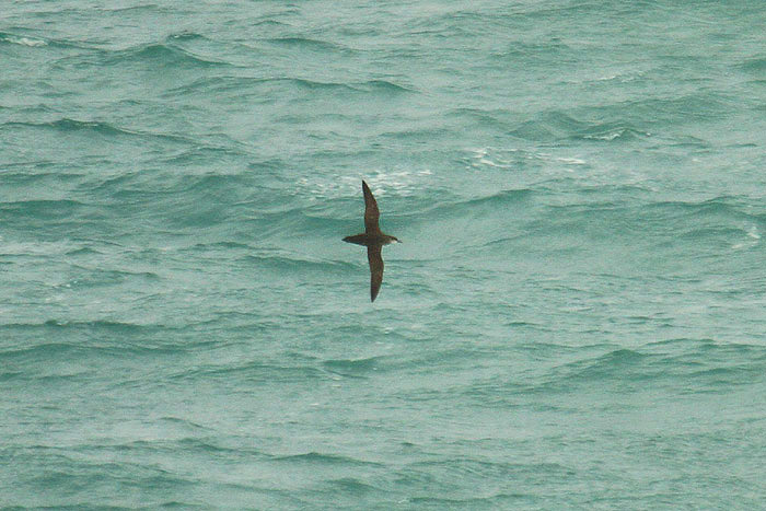 Balearic Shearwater by Mick Dryden