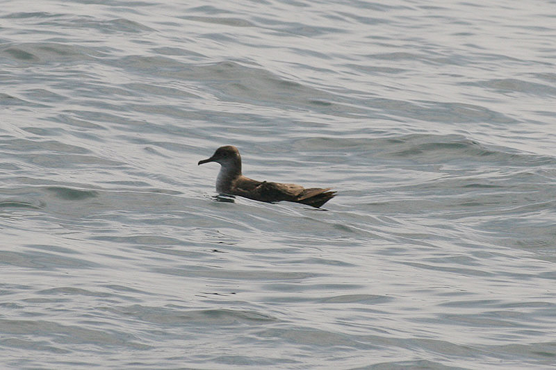 Balearic Shearwater by  David Nuth