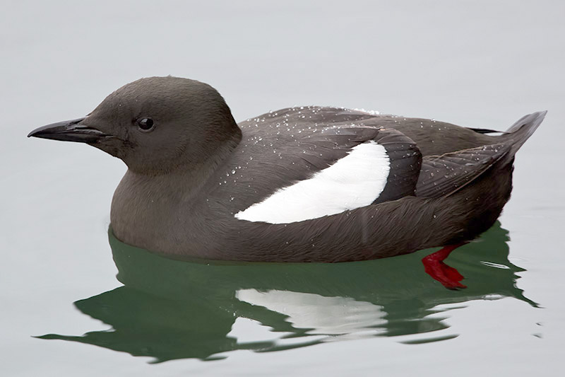 Black Guillemot by Romano da Costa