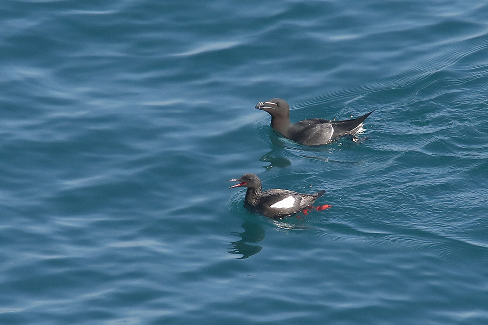 Black Guillemot by Mick Dryden