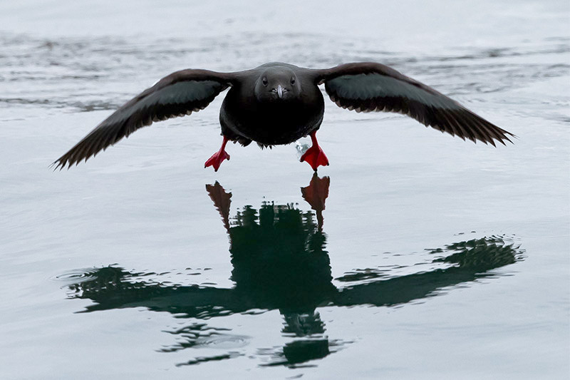 Black Guillemot by Romano da Costa