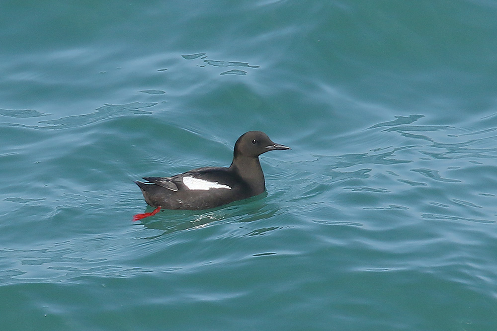 Black Guillemot by Mick Dryden