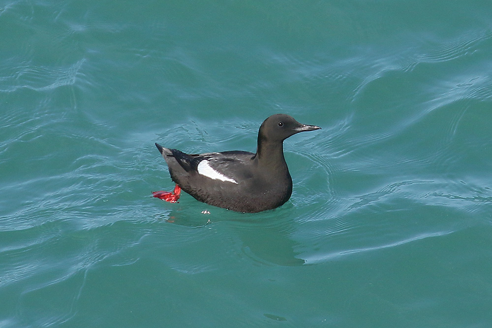 Black Guillemot by Mick Dryden