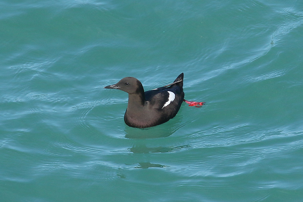 Black Guillemot by Mick Dryden