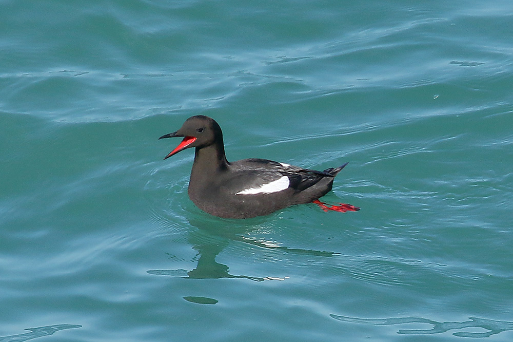 Black Guillemot by Mick Dryden