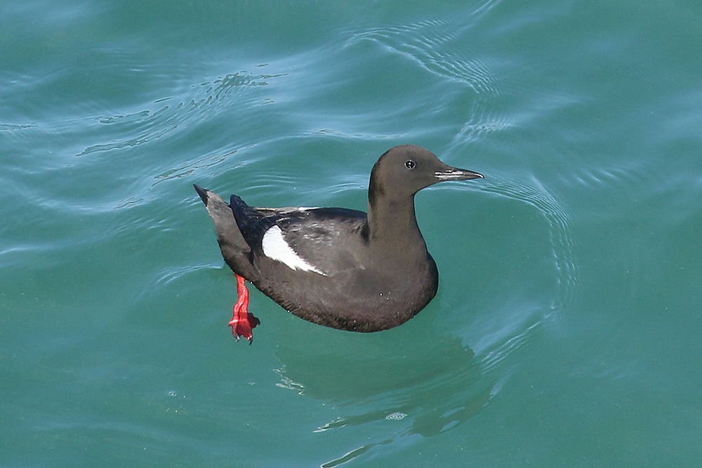 Black Guillemot by Mick Dryden