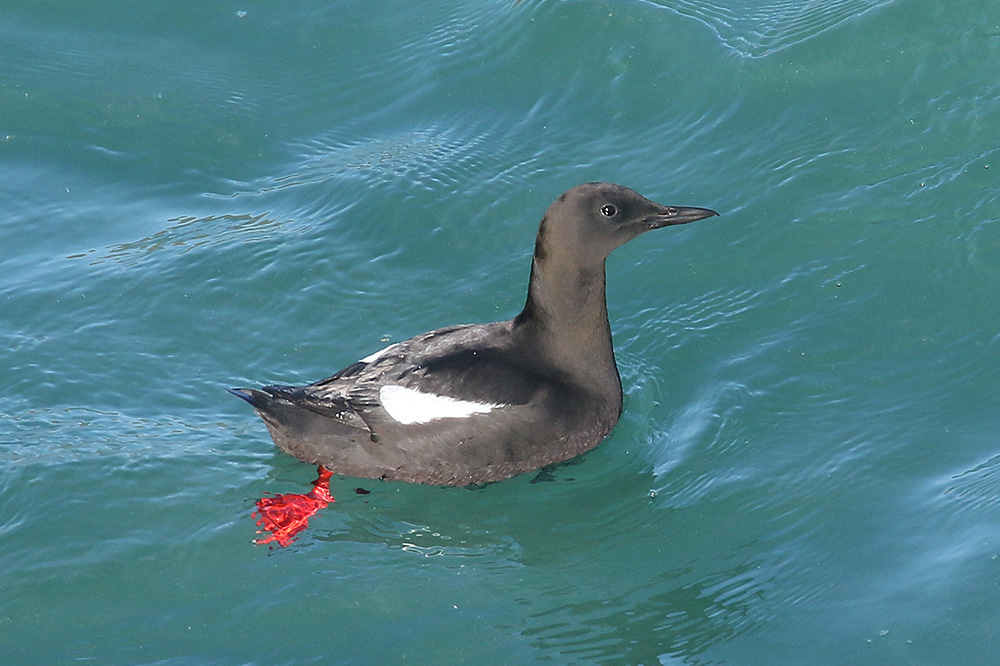 Black Guillemot by Mick Dryden