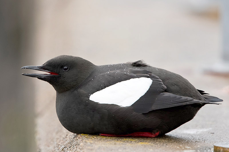 Black Guillemot by Romano da Costa