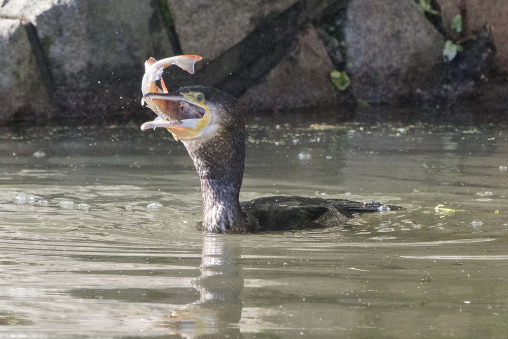 Cormorant by Trevor Biddle