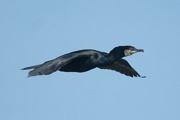 Cormorant by Mick Dryden