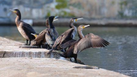 Cormorants by Paul Marshall