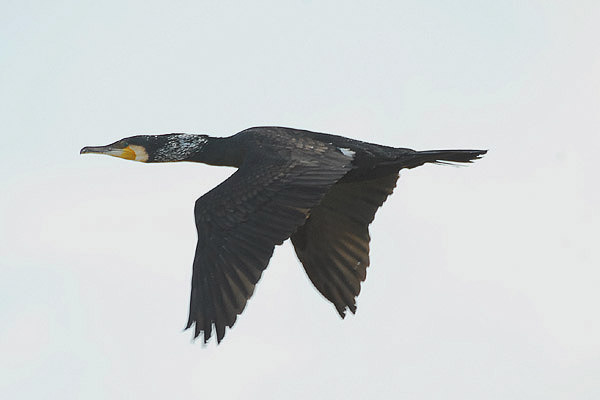 Cormorant by Romano da Costa