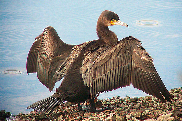 Cormorant by Regis Perdriat