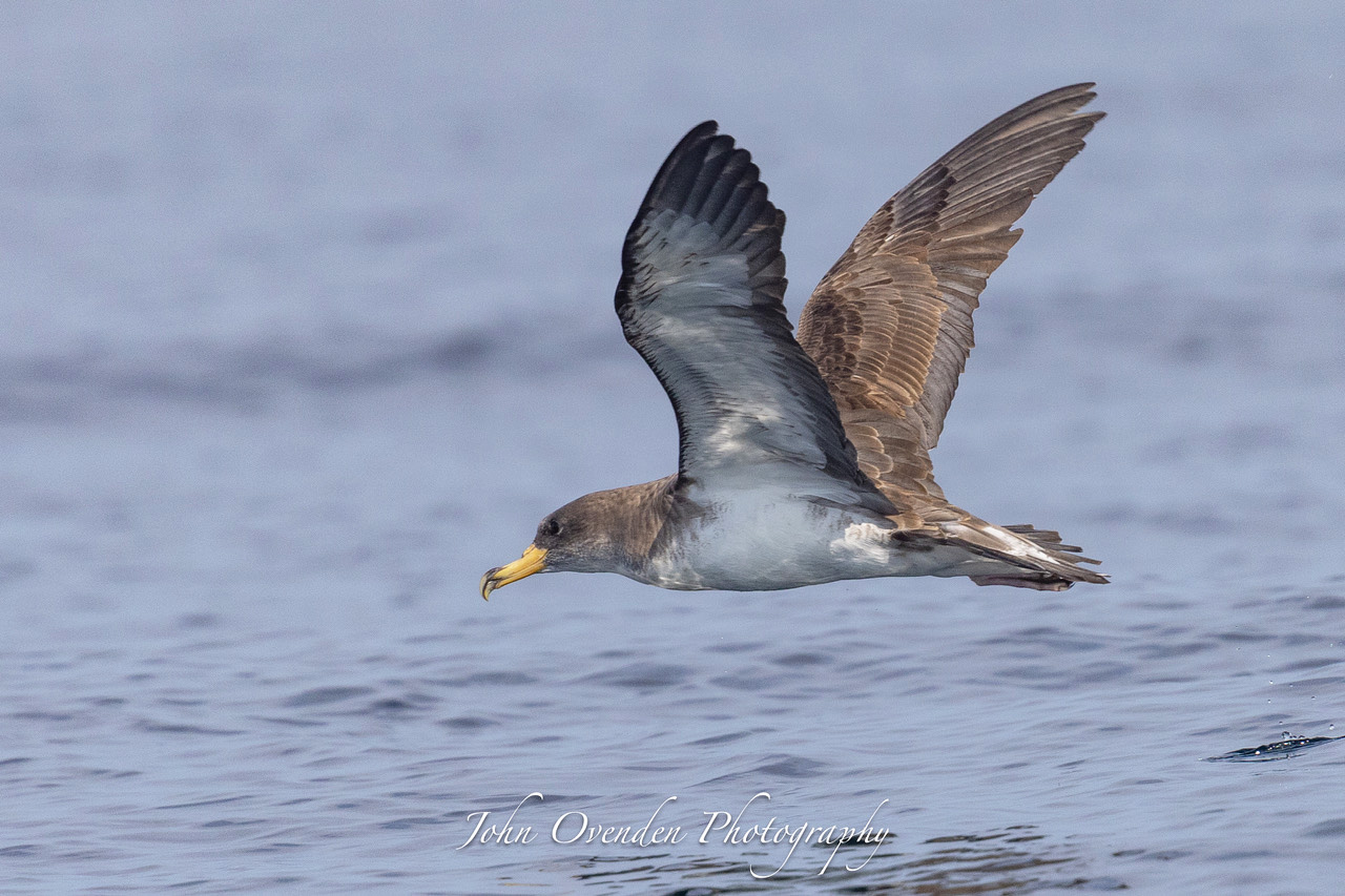 Cory's Shearwater by John Ovenden