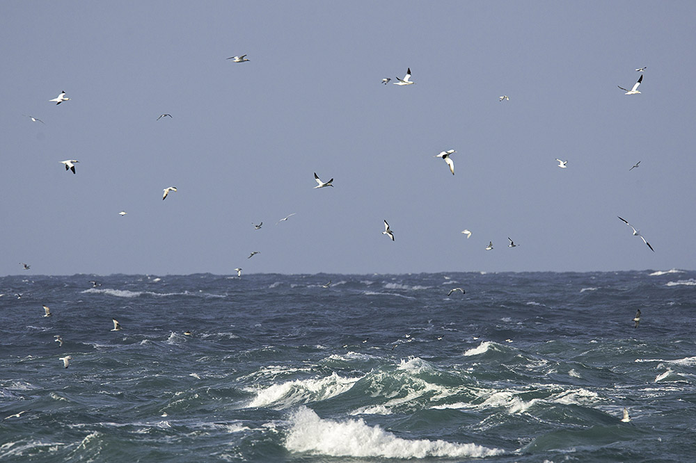 Gannets and Kittiwakes feeding by Romano da Costa