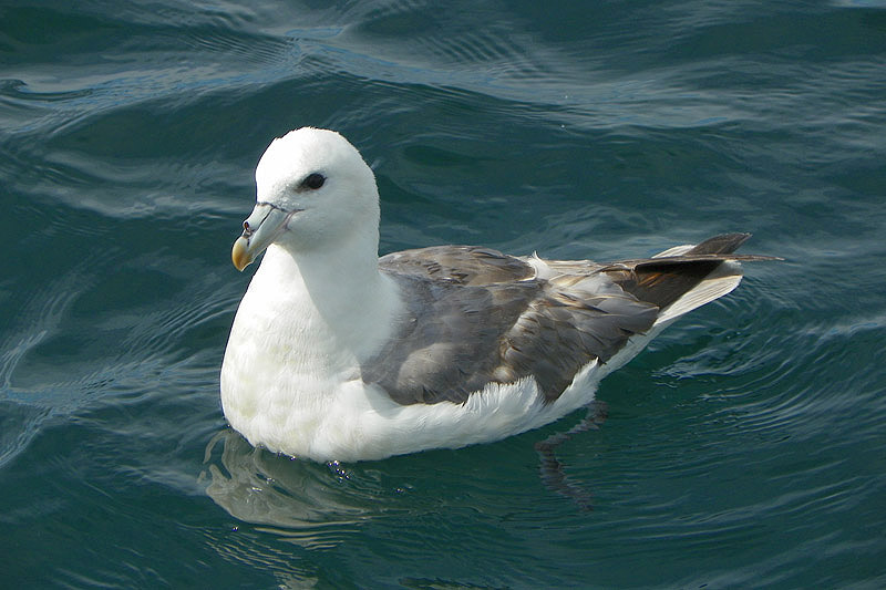 Northern Fulmar by Alan Gicquel