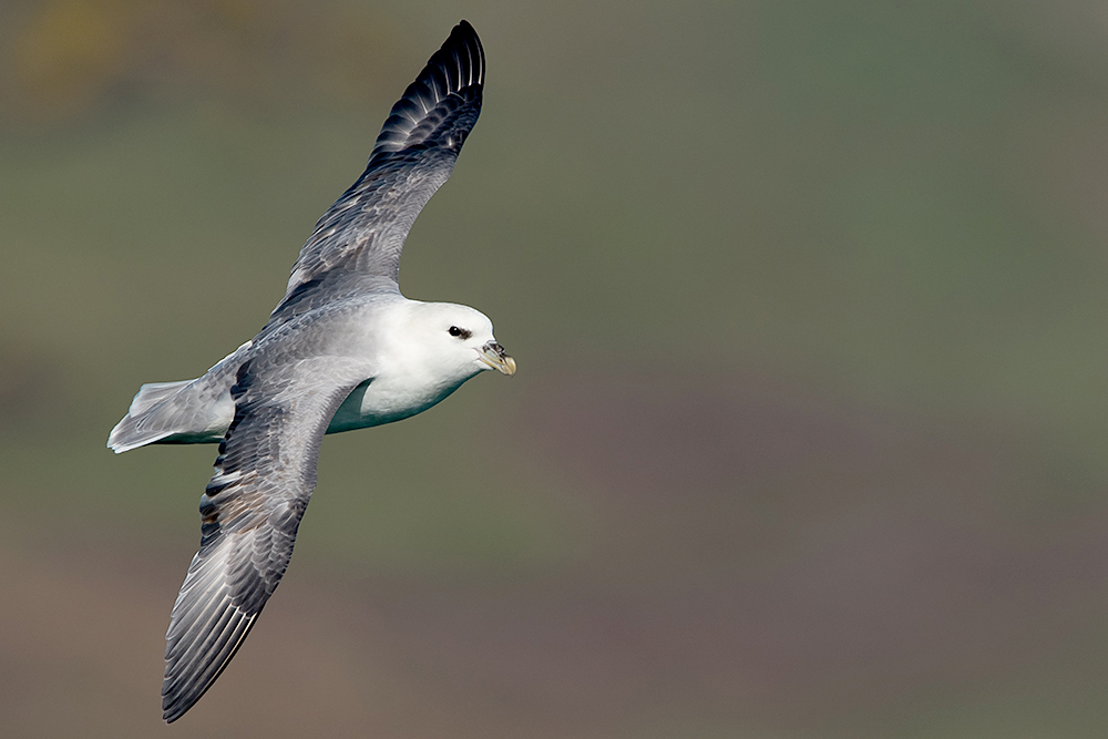 Fulmar by Romano da Costa