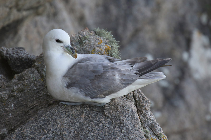 Fulmar by Mick Dryden