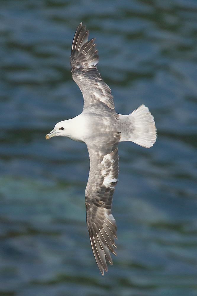 Fulmar by Mick Dryden