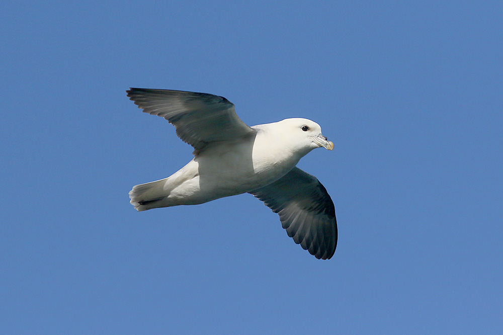 Fulmar by Mick Dryden